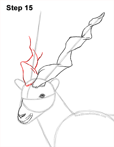 How to Draw a Bukharan Markhor Male Side View 15