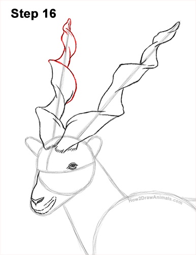 How to Draw a Bukharan Markhor Male Side View 16