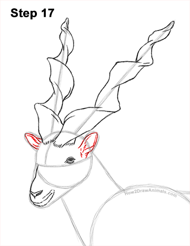How to Draw a Bukharan Markhor Male Side View 17