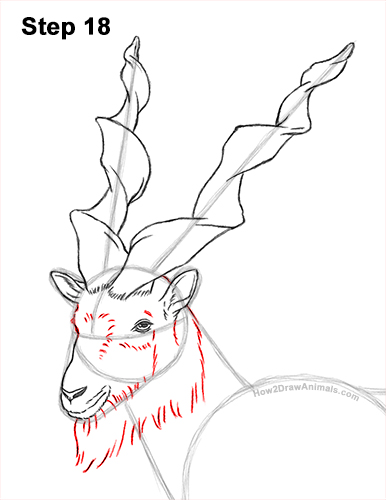 How to Draw a Bukharan Markhor Male Side View 18