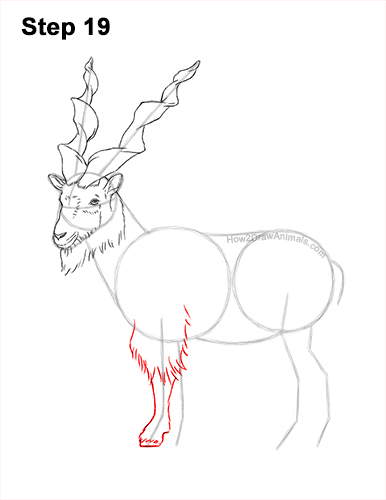 How to Draw a Bukharan Markhor Male Side View 19