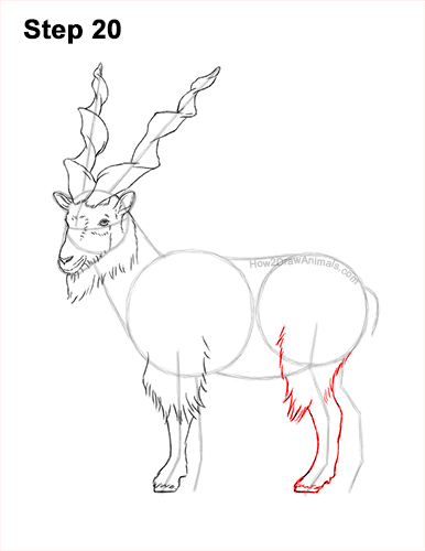 How to Draw a Bukharan Markhor Male Side View 20