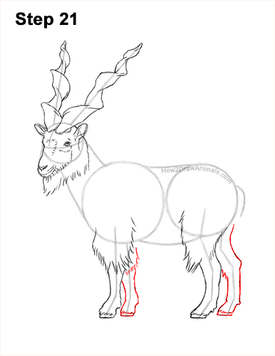 How to Draw a Bukharan Markhor Male Side View 21