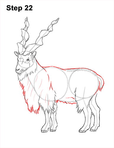 How to Draw a Bukharan Markhor Male Side View 22
