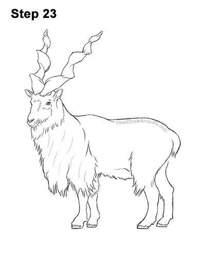 How to Draw a Bukharan Markhor Male Side View 23