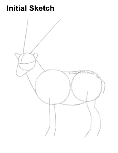 Draw a Bukharan Markhor Guidelines How to Draw a Bukharan Markhor Male Side View Guides Lines