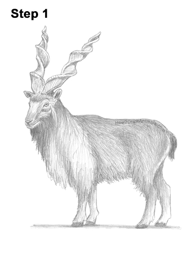 How to Draw a Bukharan Markhor Male Side View
