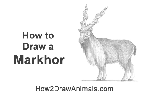 Draw a Bukharan Markhor How to Draw a Bukharan Markhor Male Side View