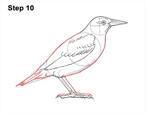 How to Draw a Western Meadowlark Bird Color 10