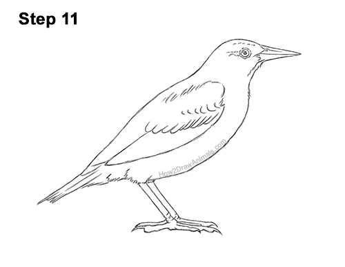How to Draw a Western Meadowlark Bird Color 11