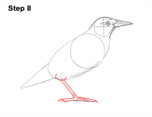 How to Draw a Western Meadowlark Bird Color 8
