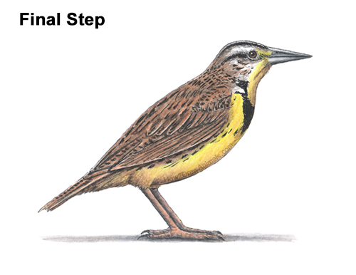 How to Draw a Western Meadowlark Bird Color