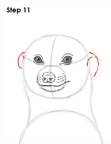 Draw Meerkat 11