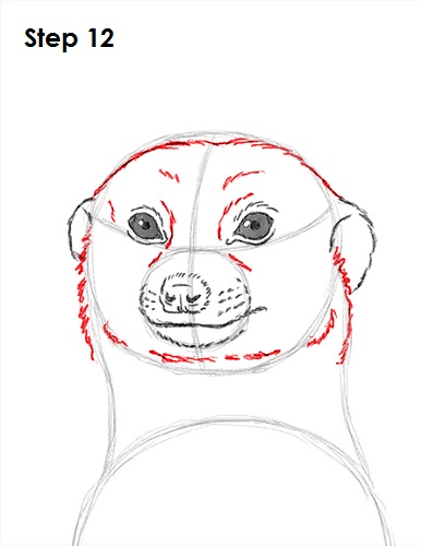 Draw Meerkat 12