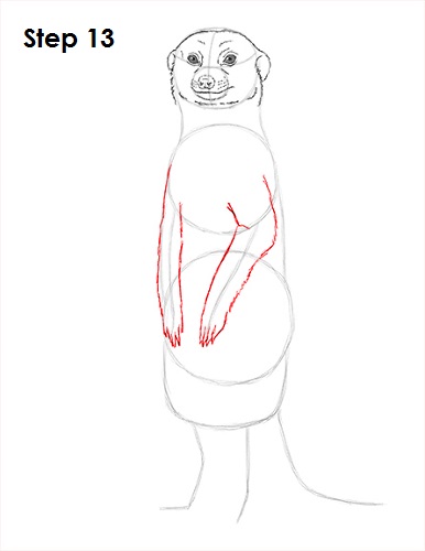 Draw Meerkat 13