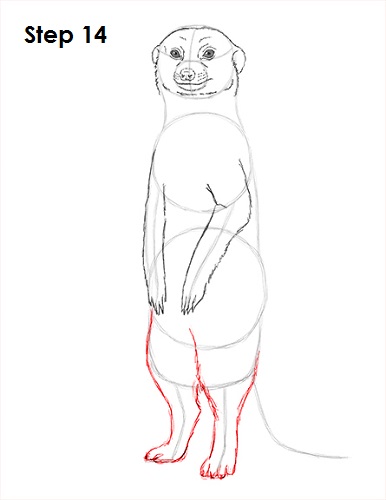 Draw Meerkat 14