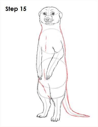 Meerkat Drawing 15 Draw Meerkat 15