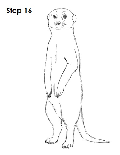 Meerkat Drawing 16 Draw Meerkat 16