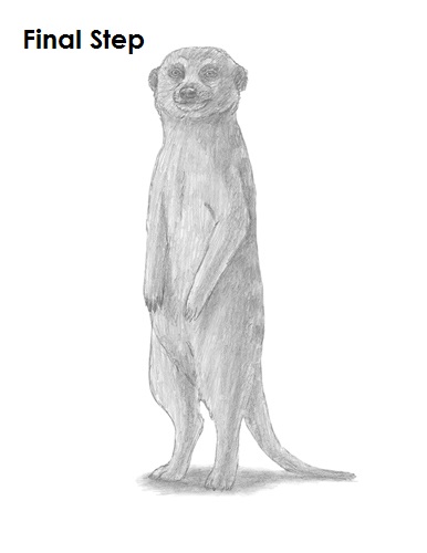 Meerkat Drawing Last Draw Meerkat Last