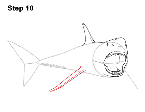 How to Draw a Megalodon Shark Open Mouth 10