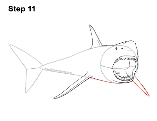 How to Draw a Megalodon Shark Open Mouth 11