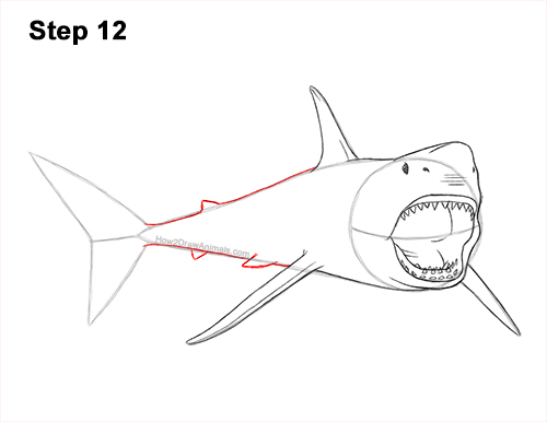 How to Draw a Megalodon Shark Open Mouth 12