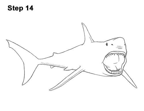 How to Draw a Megalodon Shark Open Mouth 14