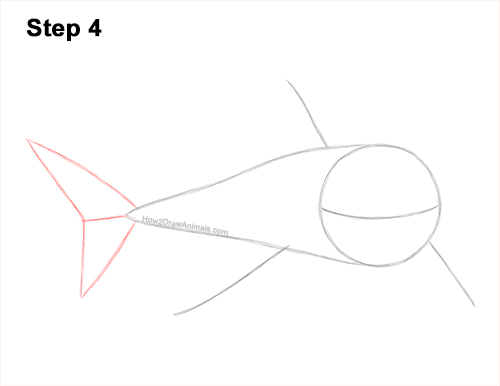 How to Draw a Megalodon Shark Open Mouth 4