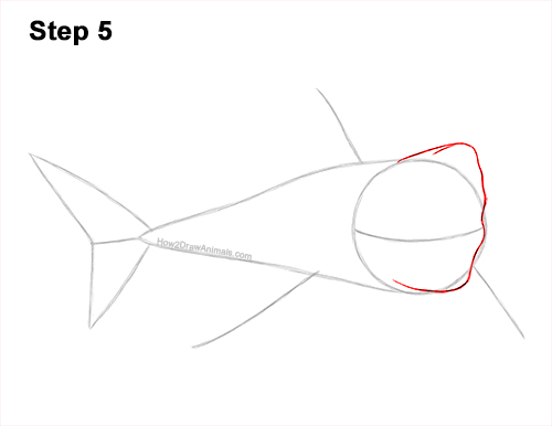 How to Draw a Megalodon Shark Open Mouth 5