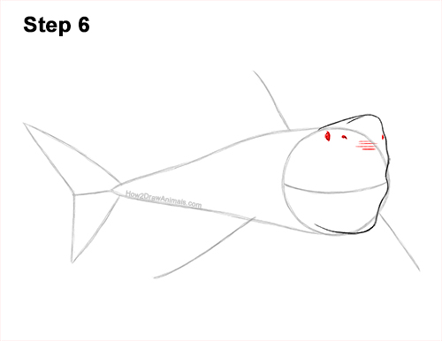 How to Draw a Megalodon Shark Open Mouth 6