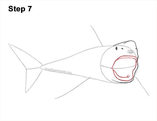 How to Draw a Megalodon Shark Open Mouth 7