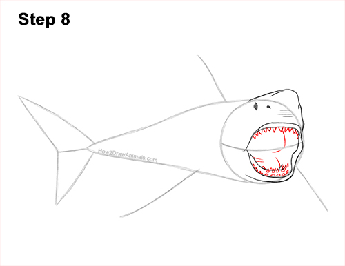 How to Draw a Megalodon Shark Open Mouth 8