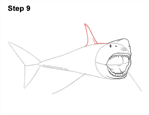 How to Draw a Megalodon Shark Open Mouth 9