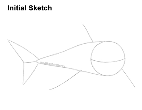 How to Draw a Megalodon Shark Open Mouth Guides Lines