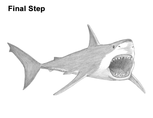 How to Draw a Megalodon Shark Open Mouth