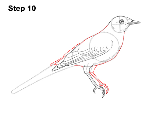 How to Draw a Northern Mockingbird Bird on Branch Side View 10