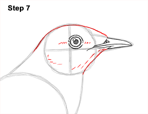 Draw a Mockingbird 7 How to Draw a Northern Mockingbird Bird on Branch Side View 7