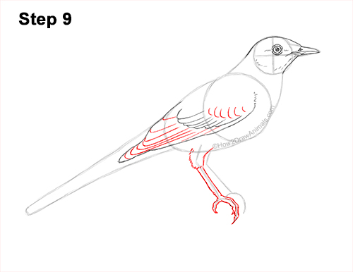 How to Draw a Northern Mockingbird Bird on Branch Side View 9