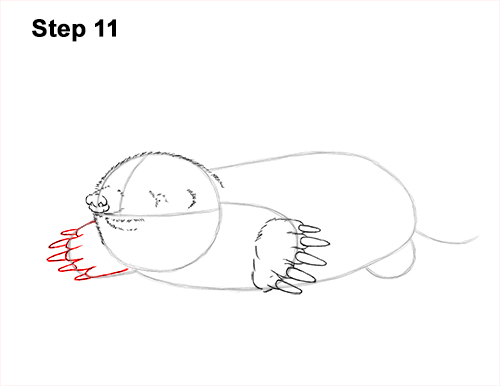 How to Draw a Common European Mole Side 11