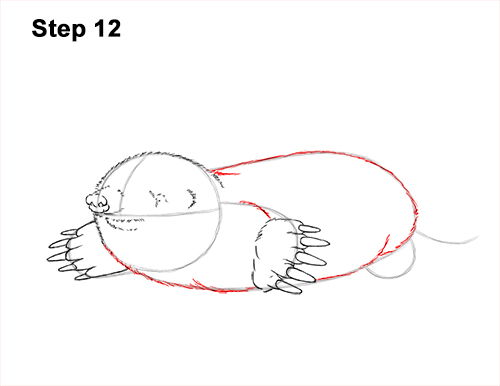 How to Draw a Common European Mole Side 12