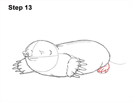 How to Draw a Common European Mole Side 13