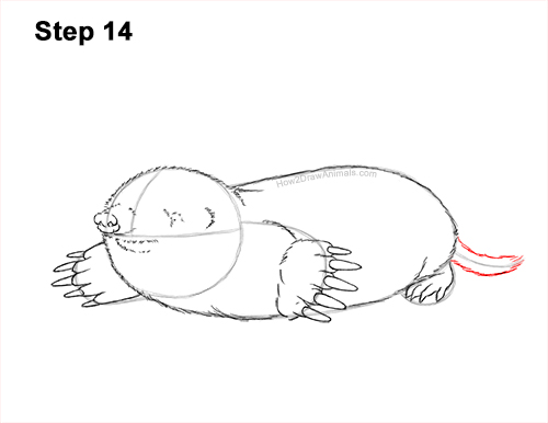 How to Draw a Common European Mole Side 14
