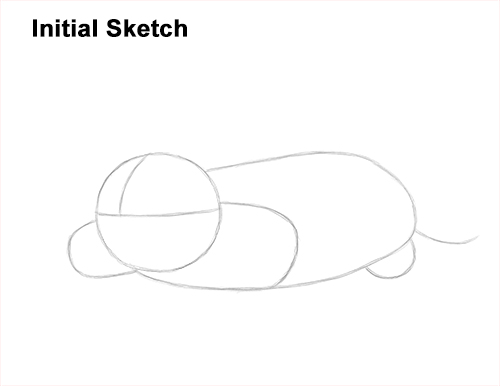 How to Draw a Common European Mole Side Guide Lines