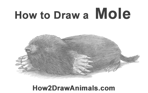 Draw a European Mole How to Draw a Common European Mole Side