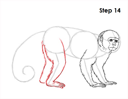 Draw Capuchin Monkey 14
