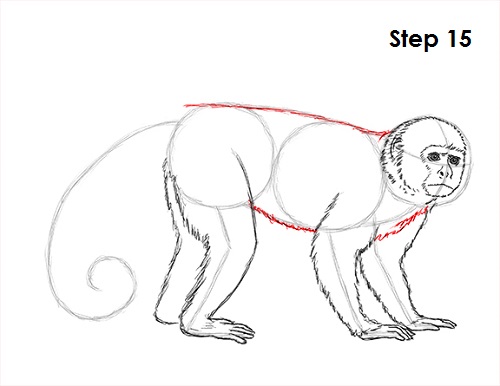 Draw Capuchin Monkey 15