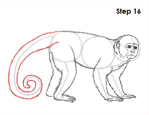 Draw Capuchin Monkey 16