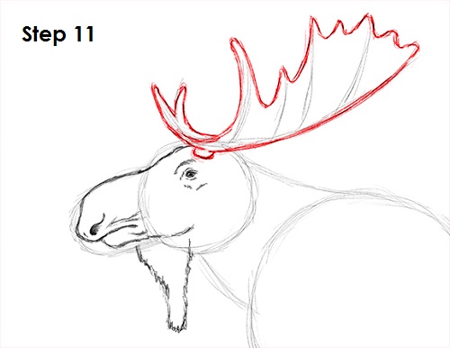 Draw Moose 11
