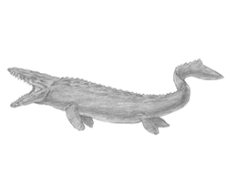 How to Draw a Mosasaurus