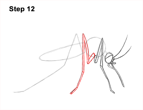 How to Draw a Mosquito Insect 12